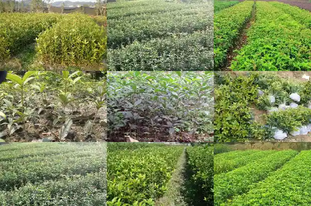 桂花树为什么要嫁接?1683509459343