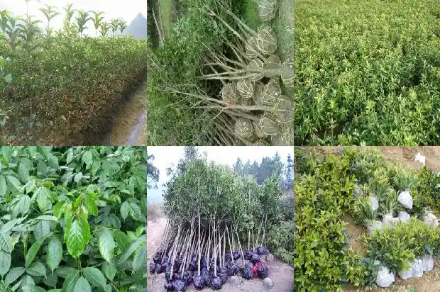 成年的桂花树多少钱1689640149985