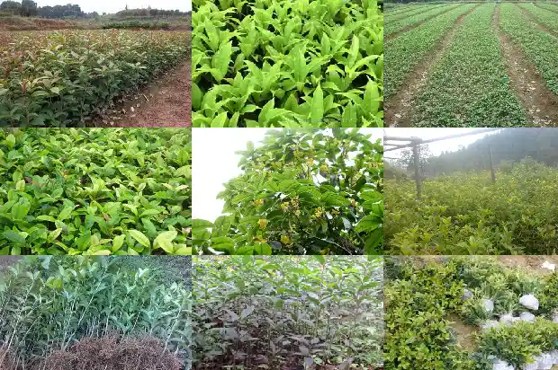 3公分桂花树多少钱一棵1689640225893