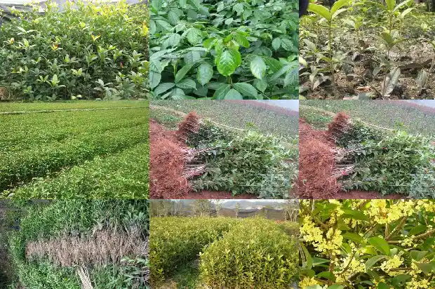桂花树苗嫁接的好还是不嫁接的好看1683509493379