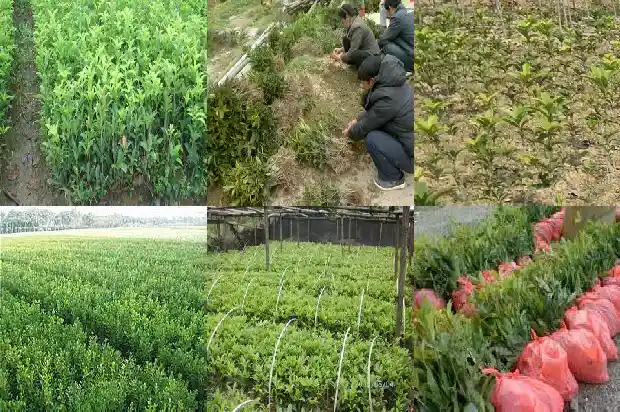 桂花树苗嫁接的好还是不嫁接的好看1683509493427