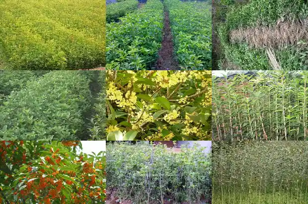 桂花嫁接好还是靠接好1683509505201