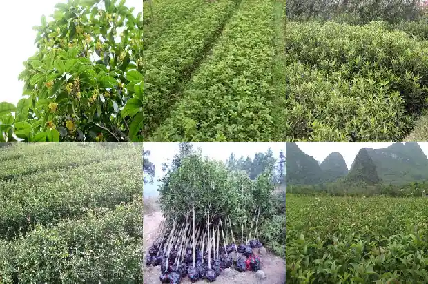 桂花嫁接好还是靠接好1683509505249