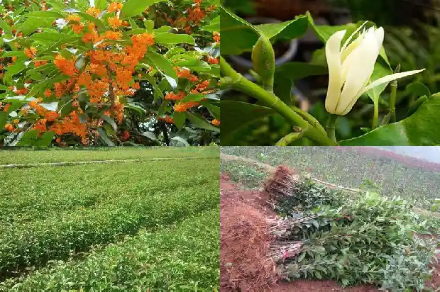 玫瑰茶和桂花茶一起喝要禁忌什么1689208606548