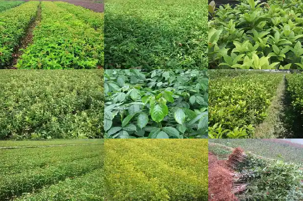 桂花嫁接好还是不嫁接好1683509530560