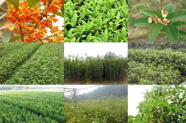 嫁接的桂花树好不好活1683509549980