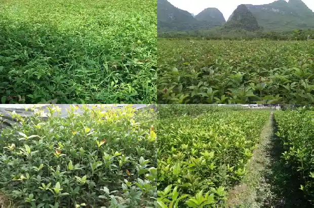 桂花树红花是金桂吗1690158405255