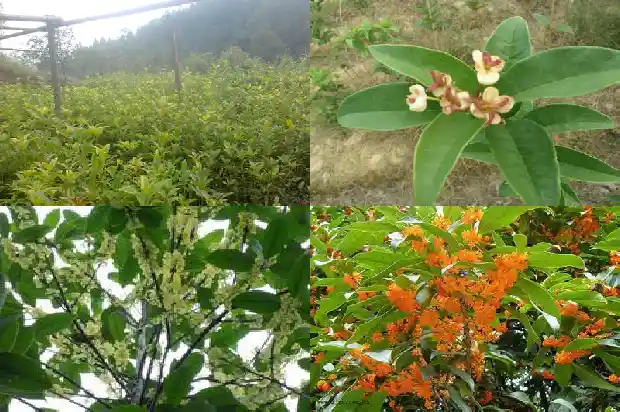 嫁接的桂花树好不好活1683509550076