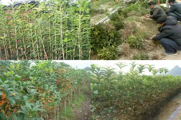 什么树可以嫁接桂花?1683509557773