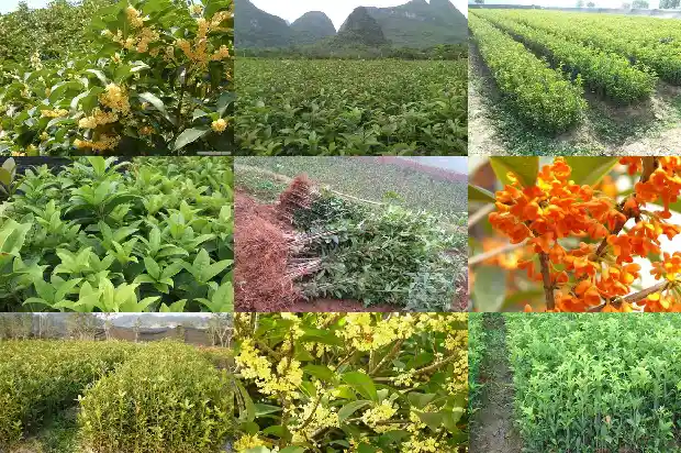 什么树可以嫁接桂花?1683509557821