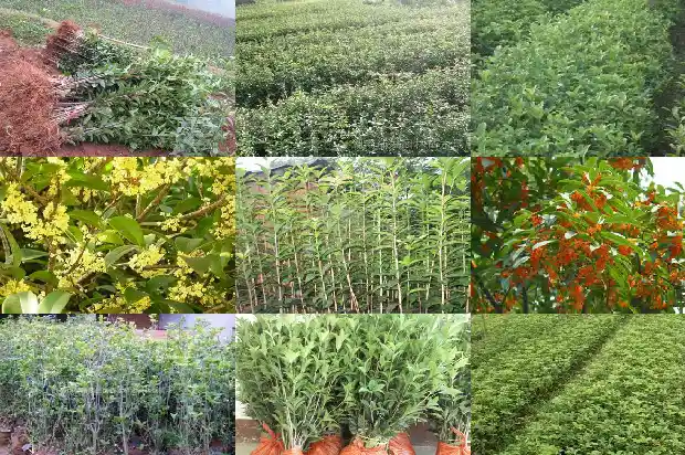 桂花嫁接什么树好养1683509565205