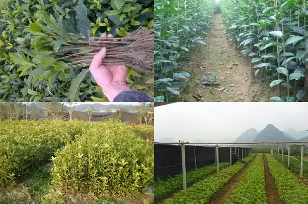什么树嫁接桂花树好1683509574715