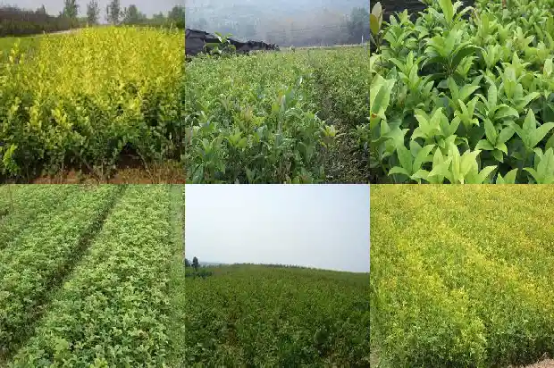 什么树嫁接桂花树好1683509574762