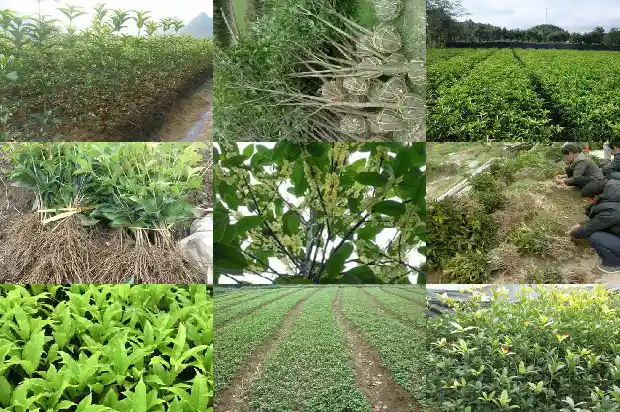 什么树嫁接桂花树好1683509574810