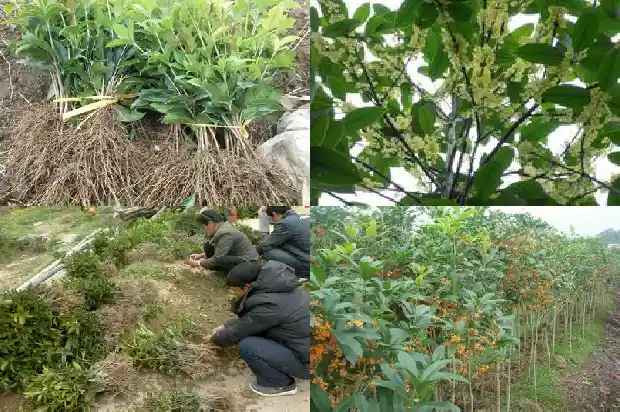 桂花树可以嫁接桂花树吗1683509586881