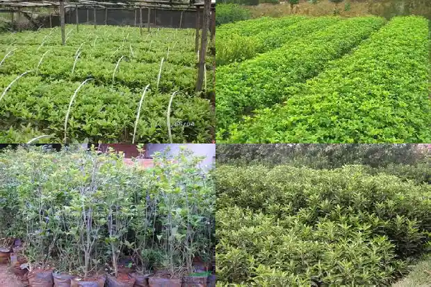 桂花树批发价格多少钱1689639337306