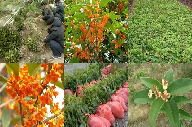 桂花树什么嫁接最好看1683509596732