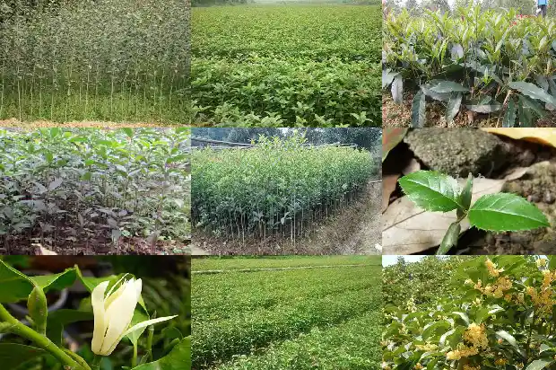 桂花买嫁接的好还是不嫁接的好看1683509613739
