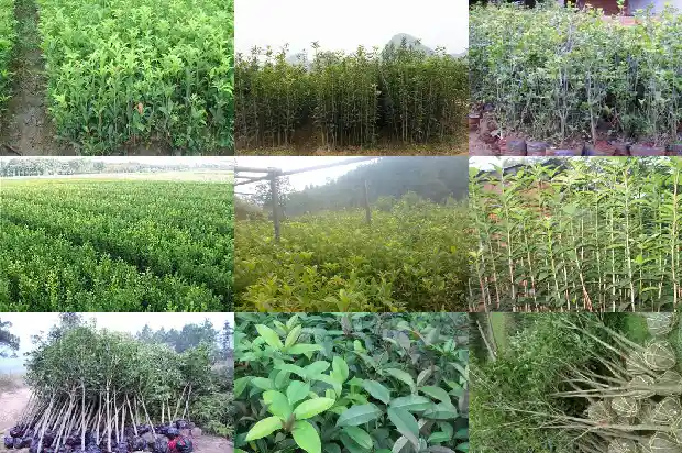 天香台阁桂花什么时候发叶1690850162064