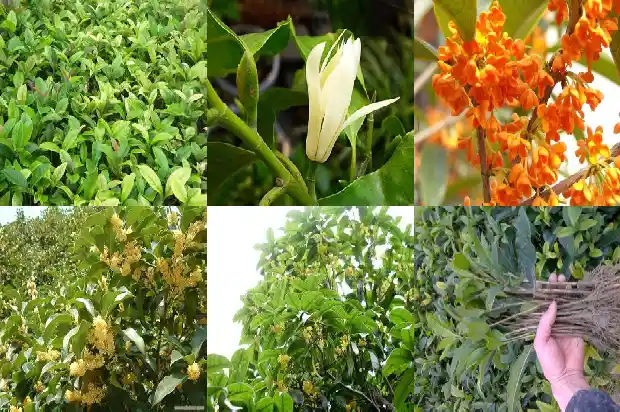 嫁接桂花树吗?1683509625777