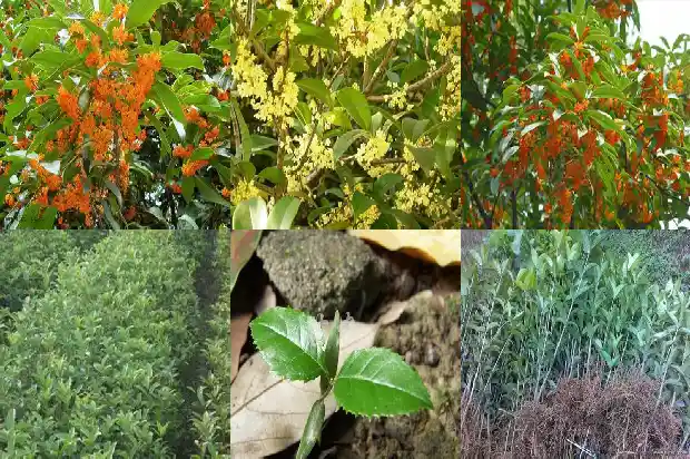 桂花树嫁接与不嫁接的区别是什么1683509669337