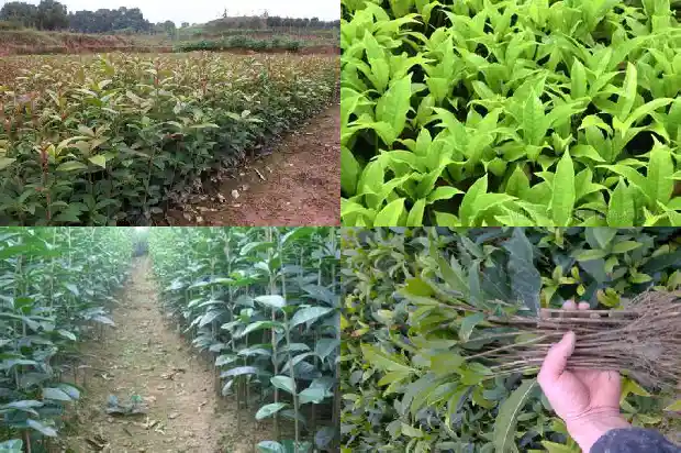 桂花树种植几年开花一次啊1688602552066