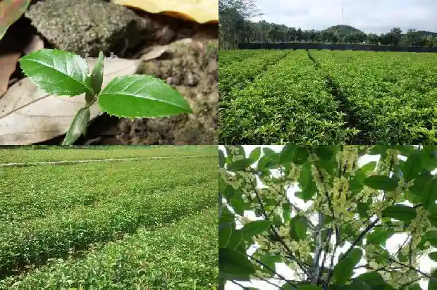 桂花树嫁接与不嫁接价格对比1683509679481