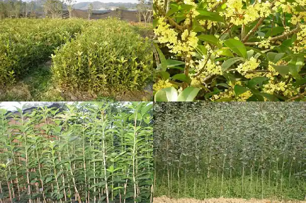 桂花树嫁接好还是不嫁接好呢1683509689464