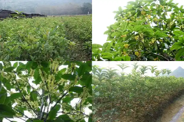 桂花树嫁接好还是不嫁接好呢1683509689512