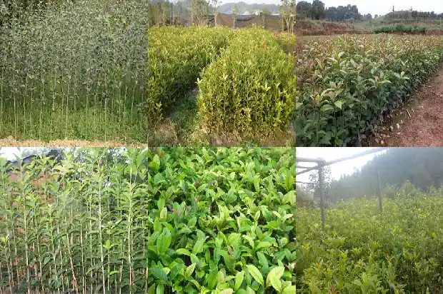 桂花树嫁接好还是不嫁接好呢1683509689559