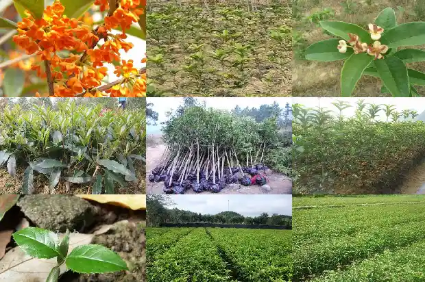 桂花嫁接与不嫁接的区别是什么1683509699159
