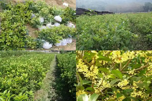 桂花嫁接与不嫁接的区别是什么1683509699206