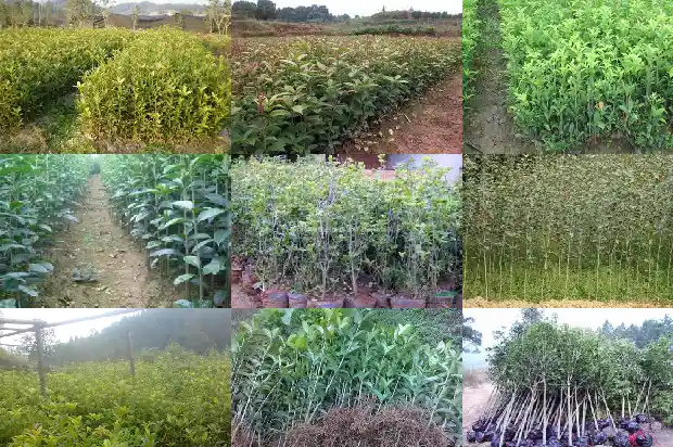 桂花嫁接与不嫁接的区别是什么1683509699254