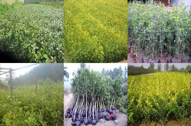 桂花不嫁接的区别1683509711050