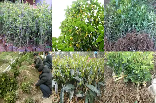 桂花嫁接不嫁接的区别1683509718629