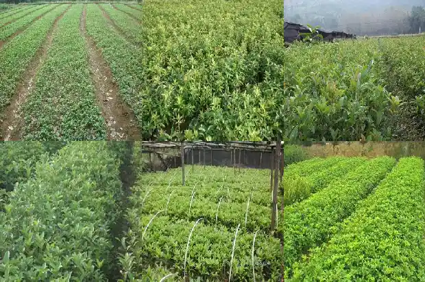 桂花嫁接不嫁接的区别1683509718677