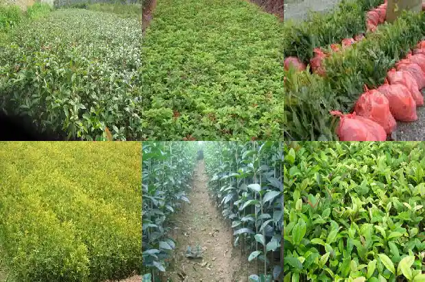 桂花树移栽后僵苗怎么处理1683509734491