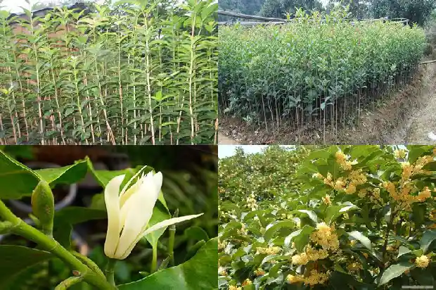 桂花树移栽后僵苗怎么处理1683509734538