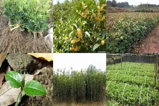 移栽桂花树苗叶子干枯能活吗1683509742362