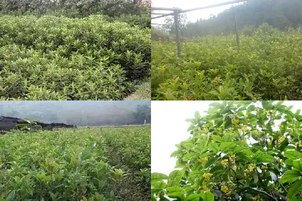 移栽桂花树苗叶子干枯能活吗1683509742410