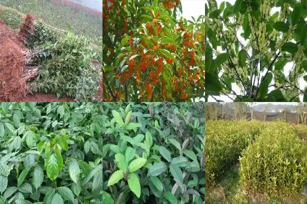 桂花树怎么缓苗1683590923541