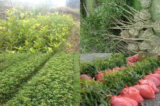 桂花树现在能嫁接吗北方1683591223002