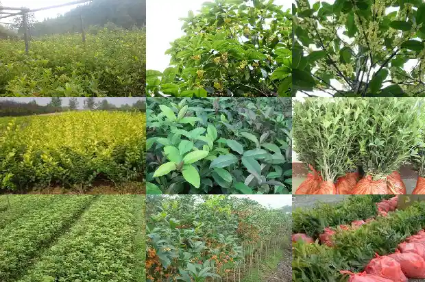 桂花树嫁接多久成活率最高1683591318890