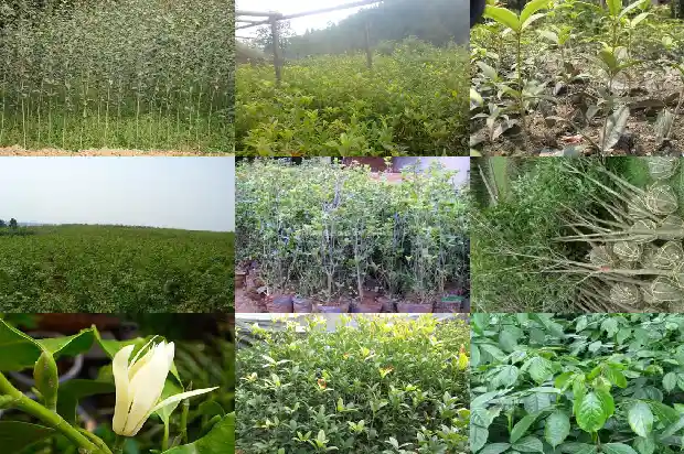 桂花树嫁接多久成活率最高1683591318938