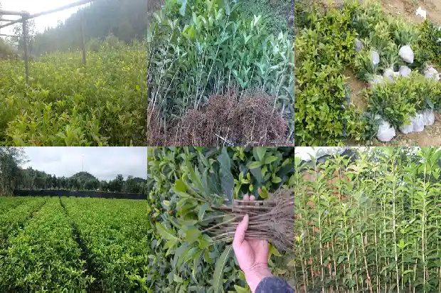 桂花树嫁接砧木好吗1683591408927