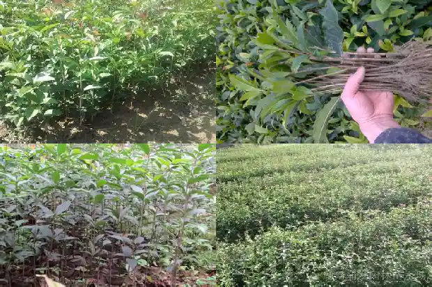 四季桂花和金桂的区别在哪里1689467946121