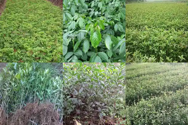 大桂花树价格多少钱一斤1689837883766