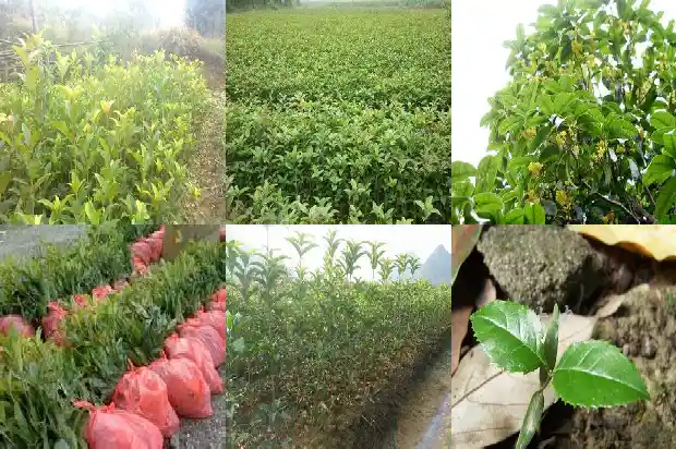我买的桂花是用黄泥栽的1690848982838