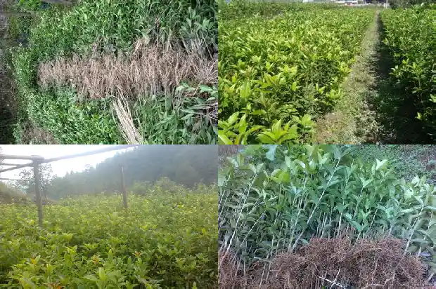 大桂花树怎么嫁接1683591788786