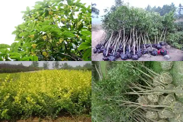 桂花树用什么树桩嫁接最好活1683591909458
